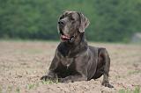 DOGUE ALLEMAND 449
